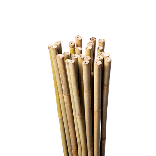 2FT Bamboo Stakes
