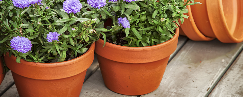 Ceramic Planters